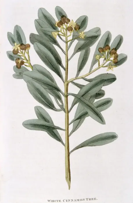 Framed Print : Sprig of white cinnamon (Canella alba), 1823 Framed Print : Sprig of white cinnamon (Canella alba), 1823
