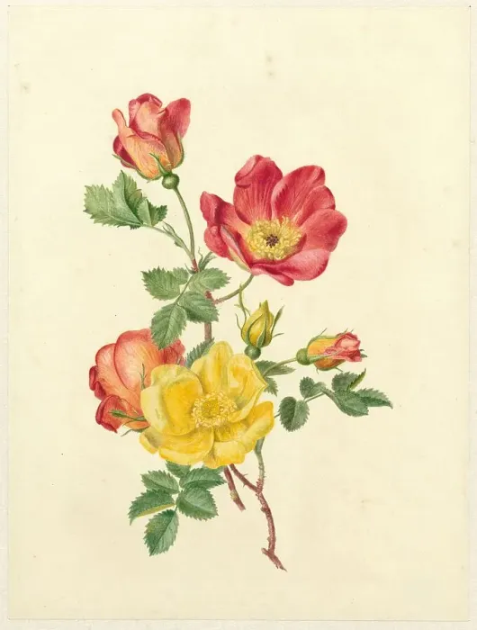 Framed Print : Sprig of wild roses, c.1800-c.1900. Creator: Antoinette Luden Framed Print : Sprig of wild roses, c.1800-c.1900. Creator: Antoinette Luden