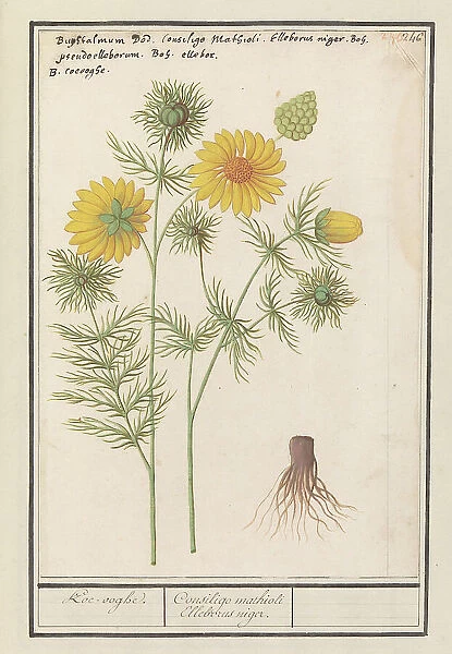 Spring Adonis (Adonis vernalis), 1596-1610. Creators: Anselmus de Boodt, Elias Verhulst