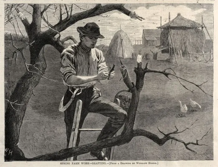 Framed Print : Spring Farm Work - Grafting, 1870. Creator: Winslow Homer (American, 1836-1910) Framed Print : Spring Farm Work - Grafting, 1870. Creator: Winslow Homer (American, 1836-1910)