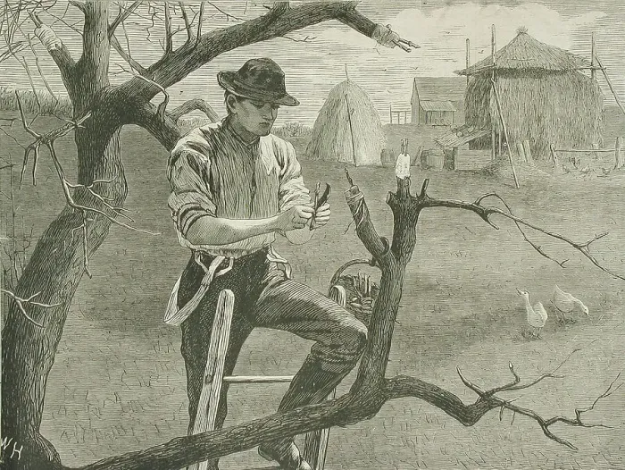 Framed Print : Spring Farm Work - Grafting, 1870. Creator: Unknown Framed Print : Spring Farm Work - Grafting, 1870. Creator: Unknown
