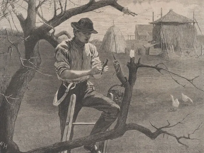 Framed Print : Spring Farm Work - Grafting (Harpers Weekly, Vol. XIV), April 30, 1870 Framed Print : Spring Farm Work - Grafting (Harpers Weekly, Vol. XIV), April 30, 1870