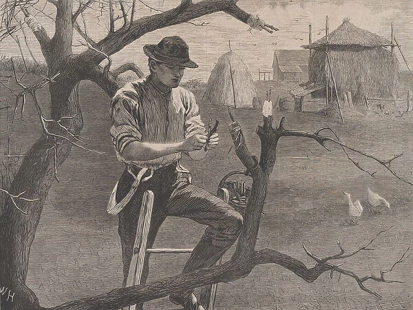 Spring Farm Work - Grafting (Harpers Weekly, Vol. XIV), April 30, 1870