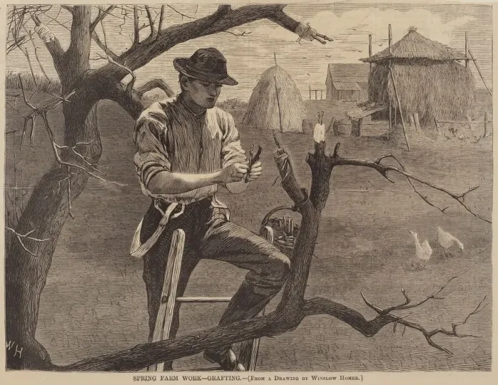 Framed Print : Spring Farm Work - Grafting, published 1870. Creator: Winslow Homer Framed Print : Spring Farm Work - Grafting, published 1870. Creator: Winslow Homer