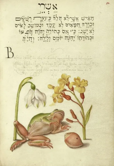 Framed Print : Spring Snowflake, Tree Frog, Wallflower, and Marine Mollusk, 1561-1562; illumination added 1591-1596 Creator: Joris Hoefnagel Framed Print : Spring Snowflake, Tree Frog, Wallflower, and Marine Mollusk, 1561-1562; illumination added 1591-1596 Creator: Joris Hoefnagel