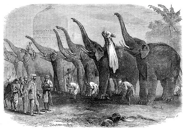 A squad of elephants saluting the Commandant at Dinapore, India, 1864. Creator: Mason Jackson