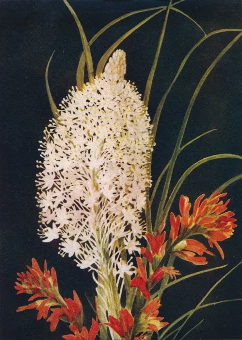 Framed Print : Squaw Grass and Scarlet Paint Brush, c1915, (1915). Artist: Emma Graham Clock Framed Print : Squaw Grass and Scarlet Paint Brush, c1915, (1915). Artist: Emma Graham Clock