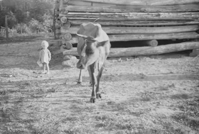 Framed Print : Squeakie Burroughs and cow near the barn, Hale County, Alabama, 1936. Creator: Walker Evans Framed Print : Squeakie Burroughs and cow near the barn, Hale County, Alabama, 1936. Creator: Walker Evans