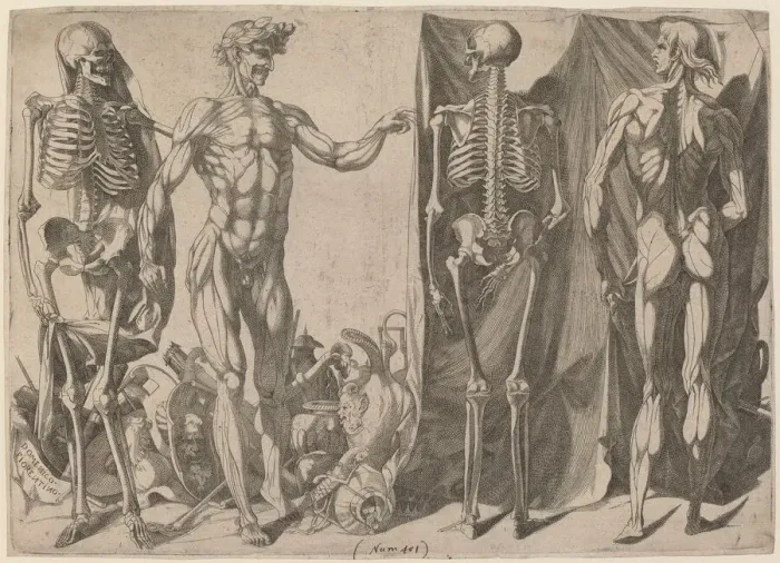 Framed Print : Squelettes et Ecorches, c. 1540-1545. Creator: Domenico del Barbiere