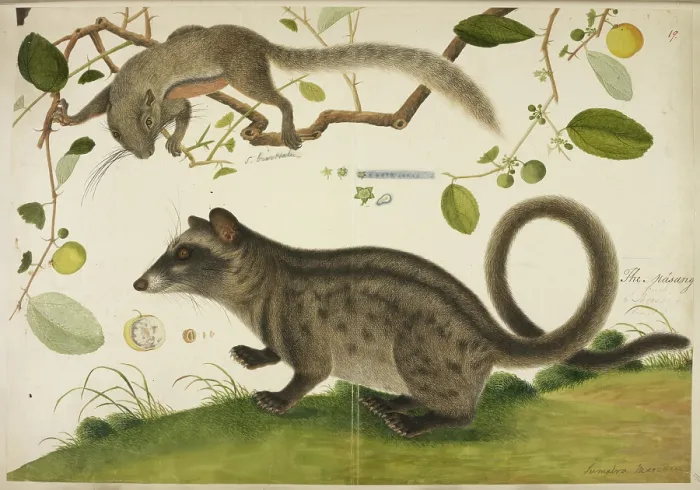 Framed Print : Squirrel and common palm civet, c1800. Creator: Anon Framed Print : Squirrel and common palm civet, c1800. Creator: Anon
