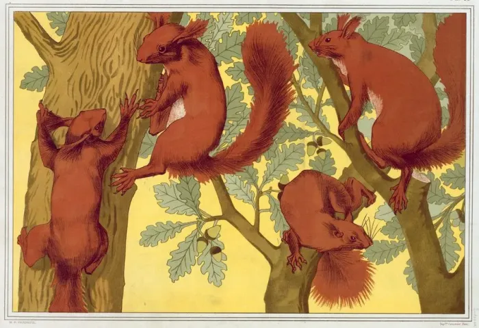 Framed Print : Squirrels, pub. 1897. Creator: Maurice Pillard Verneuil (1869?1942) Framed Print : Squirrels, pub. 1897. Creator: Maurice Pillard Verneuil (1869?1942)