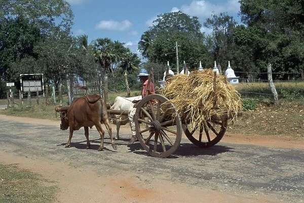Sri Lankan bullock cart. Artist: CM Dixon