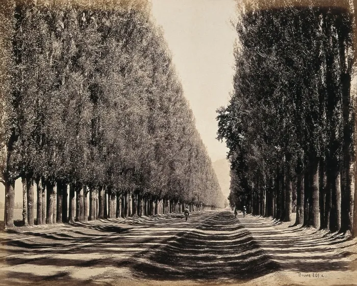 Framed Print : Srinagar, Kashmir: a dense poplar avenue, between 1800 and 1899. Creator: Samuel Bourne Framed Print : Srinagar, Kashmir: a dense poplar avenue, between 1800 and 1899. Creator: Samuel Bourne