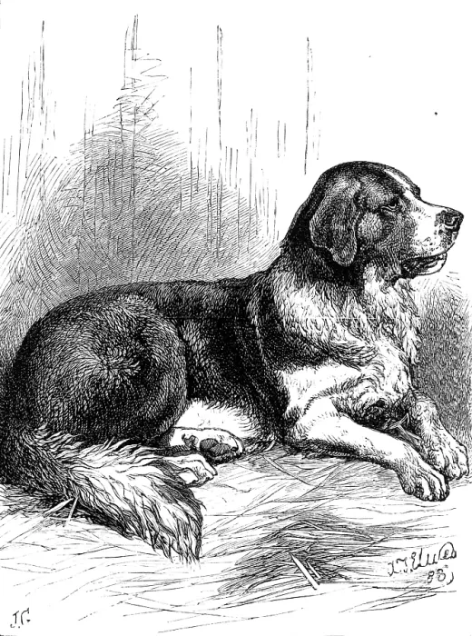 Framed Print : The St. Bernard Dog Show: Bayard, the Champion Rough-Coated Dog, 1883. Creator: J. G Framed Print : The St. Bernard Dog Show: Bayard, the Champion Rough-Coated Dog, 1883. Creator: J. G