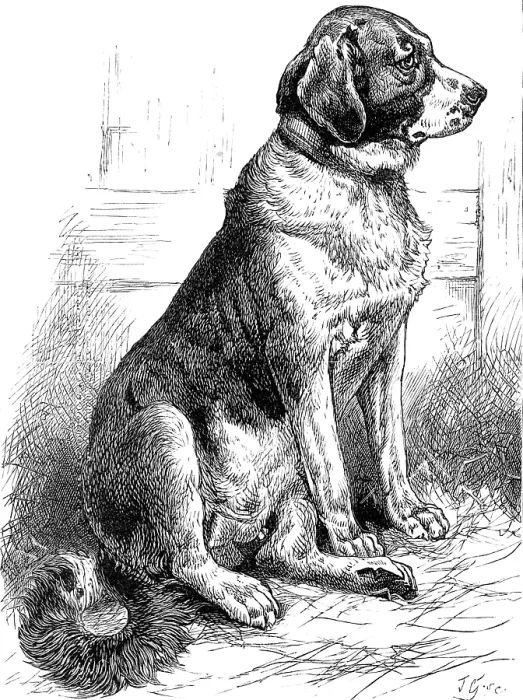 Framed Print : The St. Bernard Dog Show: Leila, the Champion Smooth-Coated Female, 1883. Creator: J. G Framed Print : The St. Bernard Dog Show: Leila, the Champion Smooth-Coated Female, 1883. Creator: J. G