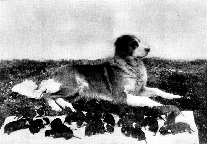Framed Print : The St. Bernard, Lady Millard, and her litter of twenty-one pups, 1895. Creator: H. W. Harold Framed Print : The St. Bernard, Lady Millard, and her litter of twenty-one pups, 1895. Creator: H. W. Harold