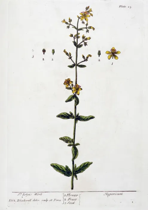 Framed Print : St Johns Wort, 1782. Artist: Elizabeth Blackwell Framed Print : St Johns Wort, 1782. Artist: Elizabeth Blackwell