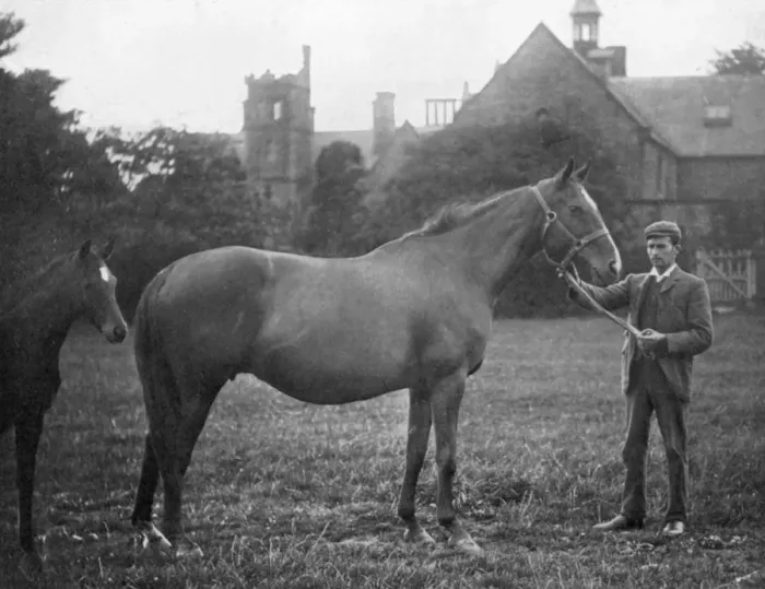 Framed Print : St Marguerite, British racehorse, 1895 (1938) Framed Print : St Marguerite, British racehorse, 1895 (1938)