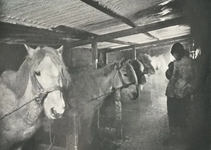 Framed Print : The Stables in Winter, c1910-1911, (1913). Artist: Herbert Ponting Framed Print : The Stables in Winter, c1910-1911, (1913). Artist: Herbert Ponting