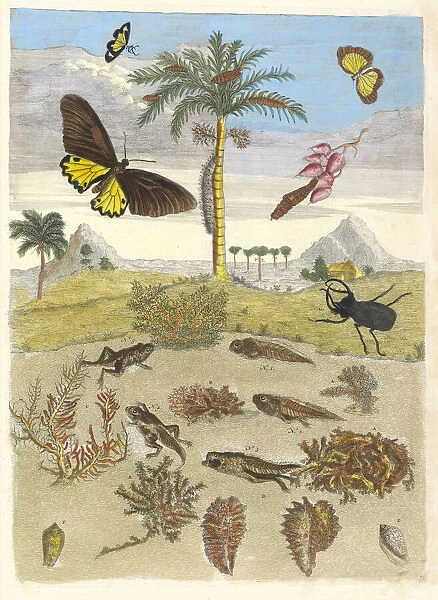 Stag beetle, Amphibians, and Palm trees. From the Book Metamorphosis insectorum... 1705