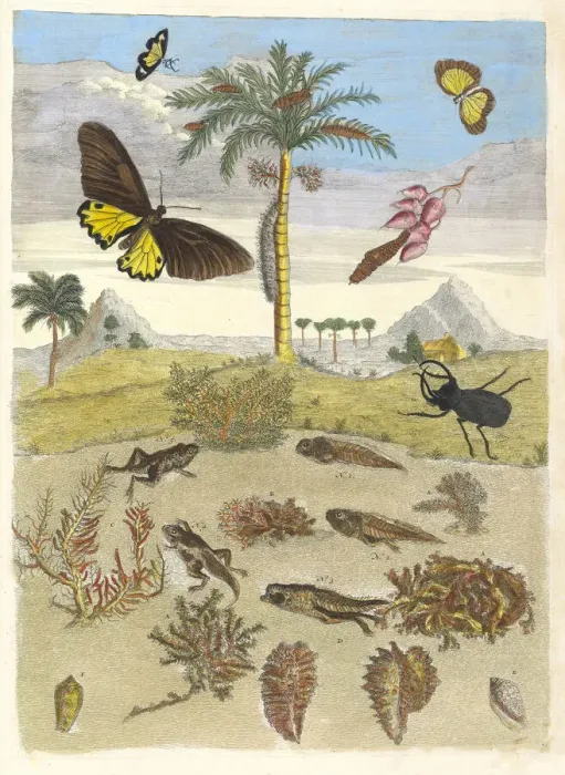 Framed Print : Stag beetle, Amphibians, and Palm trees. From the Book Metamorphosis insectorum... 1705 Framed Print : Stag beetle, Amphibians, and Palm trees. From the Book Metamorphosis insectorum... 1705