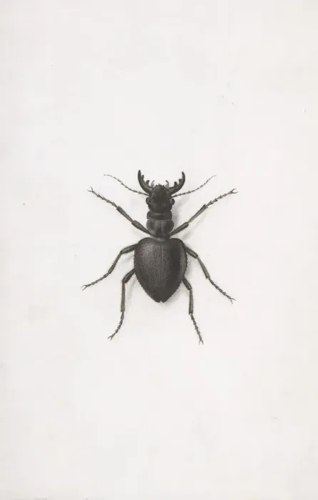 Framed Print : A Stag Beetle. Creator: Pierre-Joseph Redoute Framed Print : A Stag Beetle. Creator: Pierre-Joseph Redoute