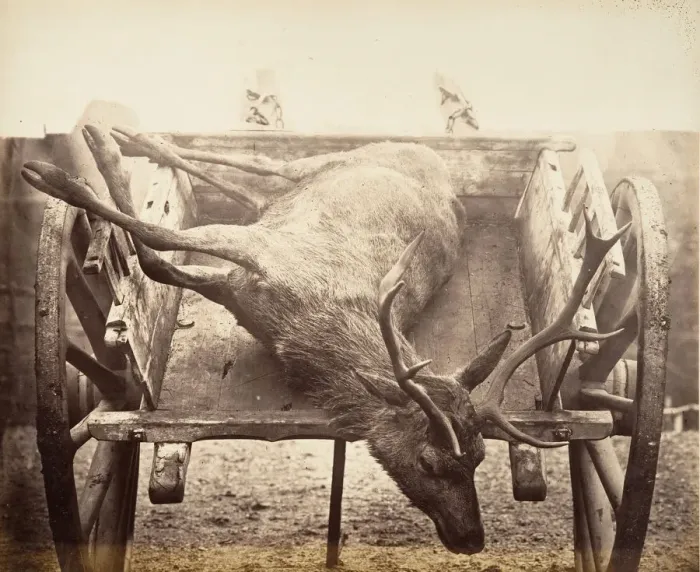 Framed Print : Stag in Cart, ca. 1858. Creator: Horatio Ross Framed Print : Stag in Cart, ca. 1858. Creator: Horatio Ross