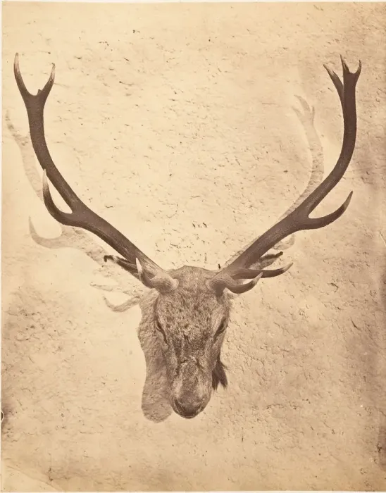 Framed Print : Stag Trophy Head Killed by Ned Ross, ca. 1857. Creator: Horatio Ross Framed Print : Stag Trophy Head Killed by Ned Ross, ca. 1857. Creator: Horatio Ross