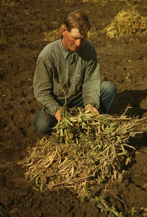 Framed Print : Bill Stagg, homesteader, with pinto beans, Pie Town, New Mexico, 1940. Creator: Russell Lee Framed Print : Bill Stagg, homesteader, with pinto beans, Pie Town, New Mexico, 1940. Creator: Russell Lee