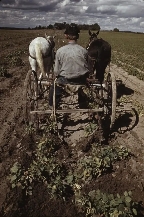 Framed Print : Bill Stagg turning up pinto beans, Pie Town, New Mexico, 1940. Creator: Russell Lee Framed Print : Bill Stagg turning up pinto beans, Pie Town, New Mexico, 1940. Creator: Russell Lee
