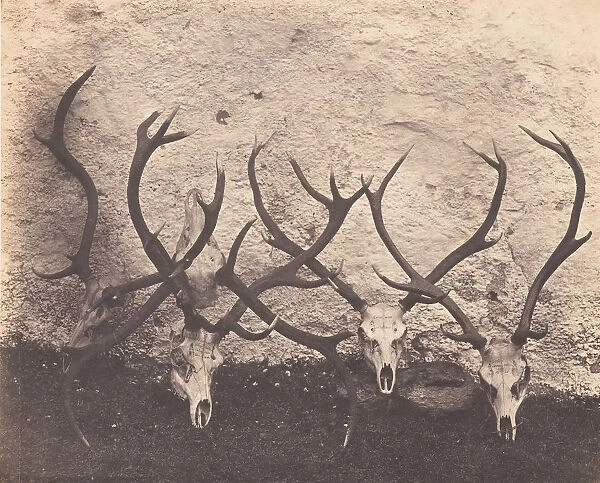 Stags Heads - Dibedale, ca. 1856. Creator: Horatio Ross