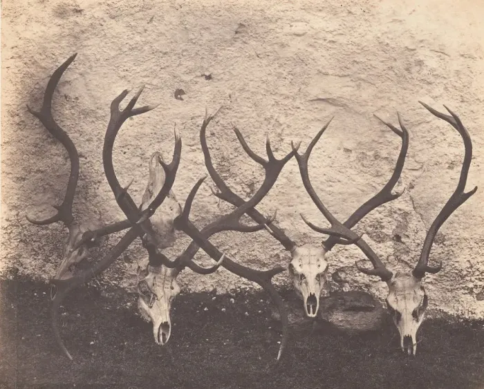 Framed Print : Stags Heads - Dibedale, ca. 1856. Creator: Horatio Ross Framed Print : Stags Heads - Dibedale, ca. 1856. Creator: Horatio Ross