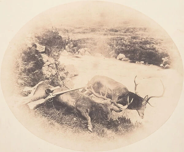 Two Stags, One Shot by Mr. Ross and the Other by Mrs. Ross, ca. 1858