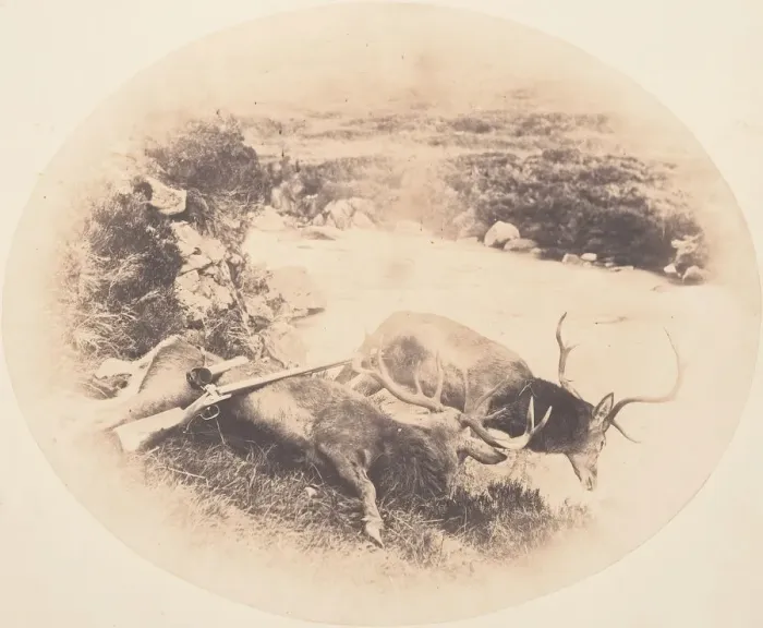 Framed Print : Two Stags, One Shot by Mr. Ross and the Other by Mrs. Ross, ca. 1858 Framed Print : Two Stags, One Shot by Mr. Ross and the Other by Mrs. Ross, ca. 1858