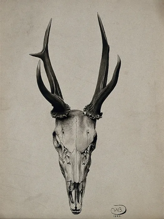 Framed Print : A stag's skull seen from above, 1904. Creator: Unknown. A stag's skull seen from above, 1904. Creator: Unknown Framed Print : A stag's skull seen from above, 1904. Creator: Unknown. A stag's skull seen from above, 1904. Creator: Unknown
