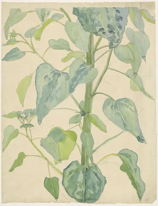 Framed Print : Stalk and Leaves of a Sunflower, 1874-1918. Creator: Martinus van Andringa Framed Print : Stalk and Leaves of a Sunflower, 1874-1918. Creator: Martinus van Andringa