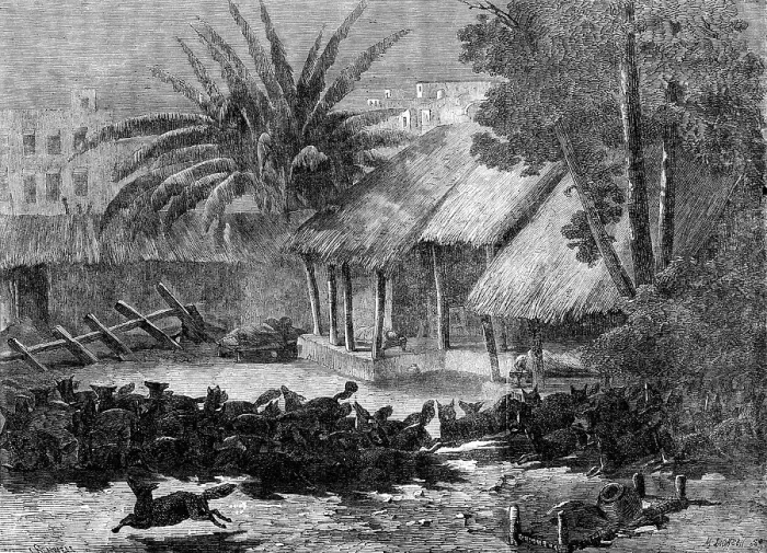 Framed Print : A stampede of jackals through the environs of Calcutta, 1864. Creator: Mason Jackson Framed Print : A stampede of jackals through the environs of Calcutta, 1864. Creator: Mason Jackson