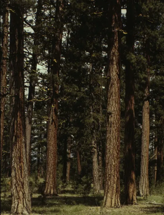 Framed Print : Stand of virgin ponderosa pine, Malheur National Forest, Grant County, Oregon, 1942. Creator: Russell Lee Framed Print : Stand of virgin ponderosa pine, Malheur National Forest, Grant County, Oregon, 1942. Creator: Russell Lee