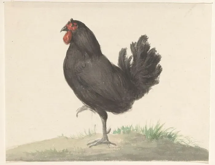 Framed Print : Standing black chicken, 1775-1833. Creator: Jean Bernard Framed Print : Standing black chicken, 1775-1833. Creator: Jean Bernard
