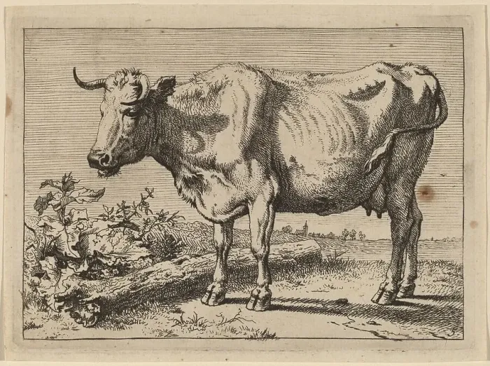 Framed Print : Standing Cow (Cow with a Crumpled Horn), 1650. Creator: Paulus Potter Framed Print : Standing Cow (Cow with a Crumpled Horn), 1650. Creator: Paulus Potter