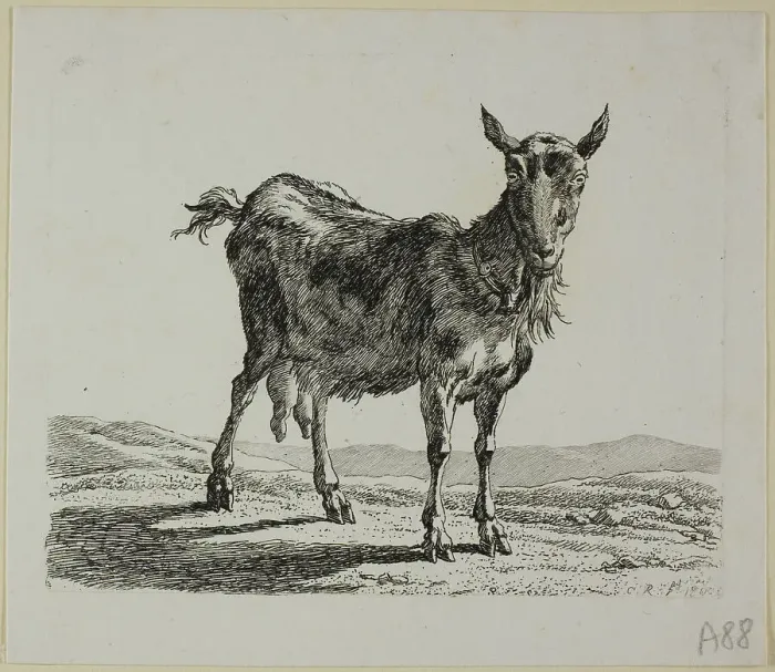 Framed Print : Standing Goat, from Die Zweite Thierfolge, 1800. Creator: Johann Christian Reinhart Framed Print : Standing Goat, from Die Zweite Thierfolge, 1800. Creator: Johann Christian Reinhart