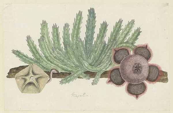 Stapelia hirsuta (L.) (Starfish flower), 1777-1786. Creator: Robert Jacob Gordon