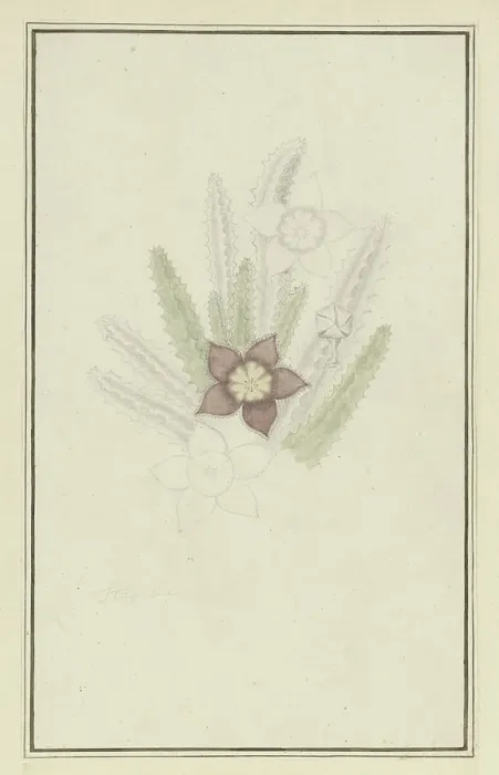Framed Print : Stapelia hirsute L. (Starfish flower), 1777-1786. Creator: Robert Jacob Gordon Framed Print : Stapelia hirsute L. (Starfish flower), 1777-1786. Creator: Robert Jacob Gordon