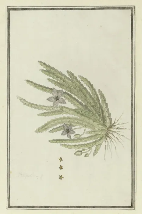 Framed Print : Stapelia paniculata Willd.(Small starfish flower), 1777-1786. Creator: Robert Jacob Gordon Framed Print : Stapelia paniculata Willd.(Small starfish flower), 1777-1786. Creator: Robert Jacob Gordon
