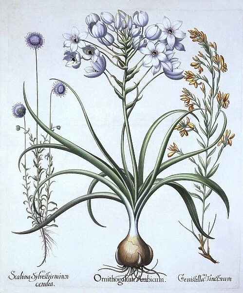 Star of Bethlehem, with Blue Flowered Sheeps Bit and Dyers Greenwood, from Hortus