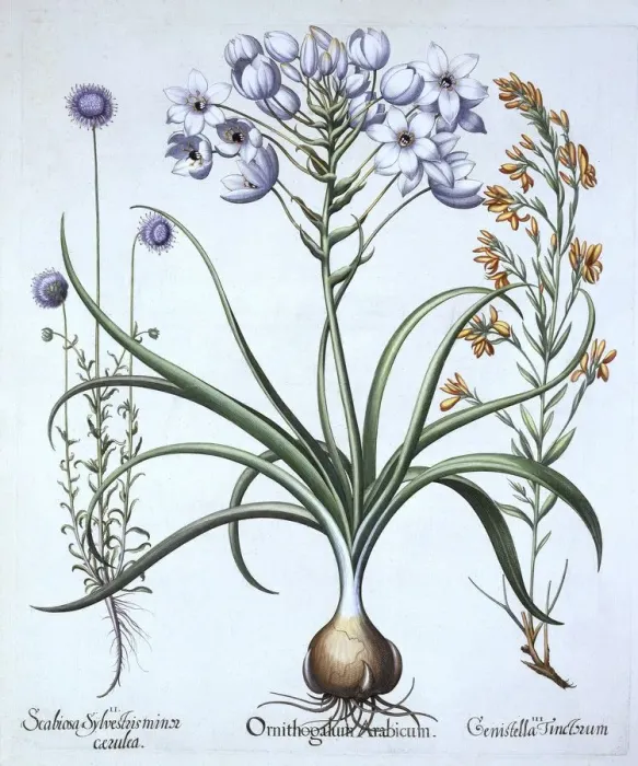 Framed Print : Star of Bethlehem, with Blue Flowered Sheeps Bit and Dyers Greenwood, from Hortus Framed Print : Star of Bethlehem, with Blue Flowered Sheeps Bit and Dyers Greenwood, from Hortus