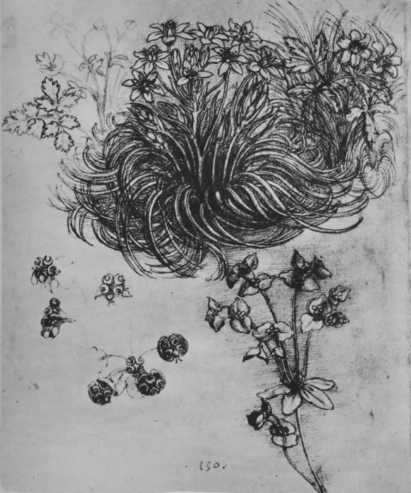 Framed Print : A Star of Bethlehem and Other Plants, c1480 (1945). Artist: Leonardo da Vinci Framed Print : A Star of Bethlehem and Other Plants, c1480 (1945). Artist: Leonardo da Vinci