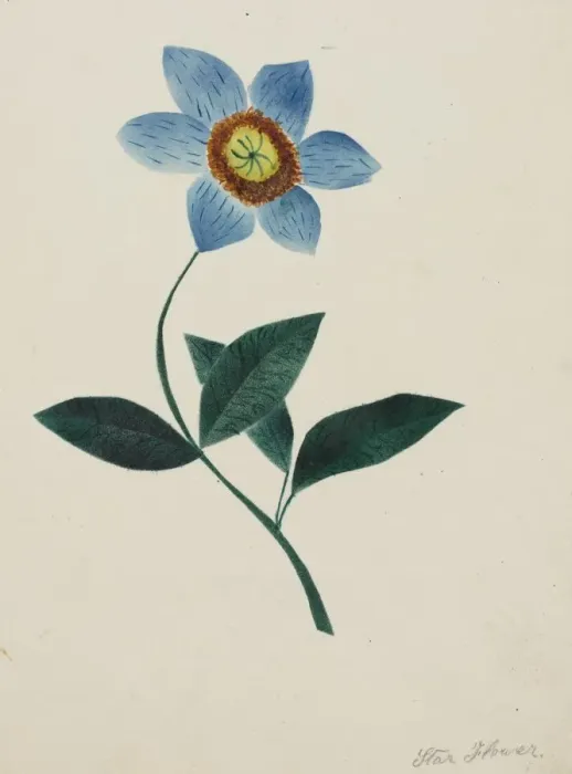 Framed Print : Star Flower. Creator: Mary Altha Nims (American, 1817-1907) Framed Print : Star Flower. Creator: Mary Altha Nims (American, 1817-1907)