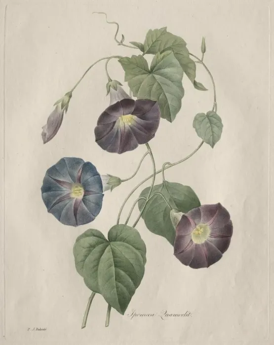 Framed Print : Star-glory Morning-glory, 1827. Creator: Henry Joseph Redoute (French, 1766-1853) Framed Print : Star-glory Morning-glory, 1827. Creator: Henry Joseph Redoute (French, 1766-1853)