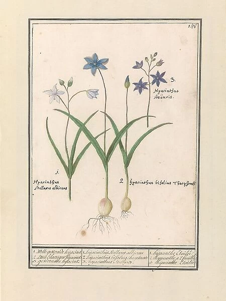Star Hyacinth (Scilla), 1596-1610. Creators: Anselmus de Boodt, Elias Verhulst
